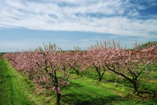 How To Prune Young Cherry Trees Home Guides Sf Gate