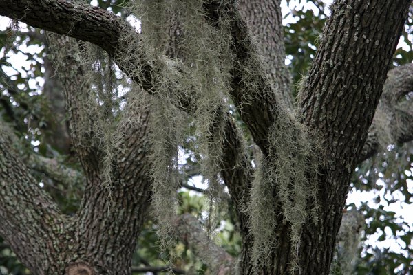 A close-up of spanish moss and tree bark on trunks.