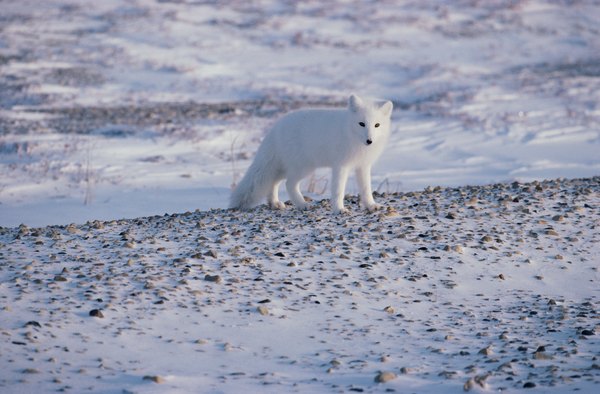 the arctic fox is an arctic tundra carnivore