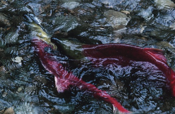 The salmon is a top predator in Arctic tundra streams.