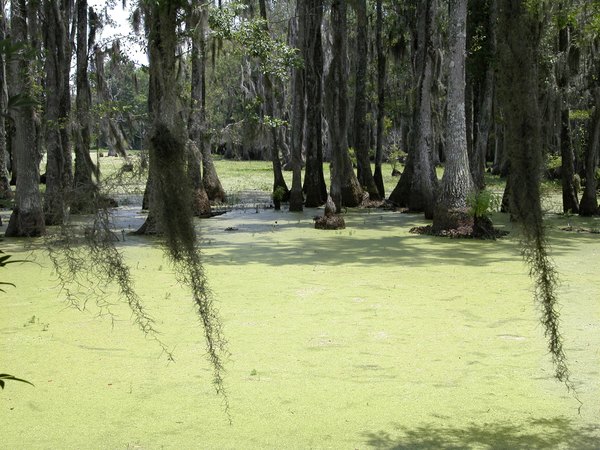 Spanish moss billowing down in a cypress tree forest.