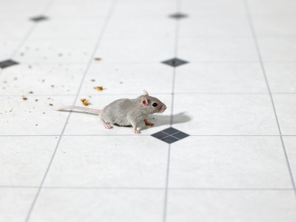 A mouse and food crumbs on a kitchen floor.