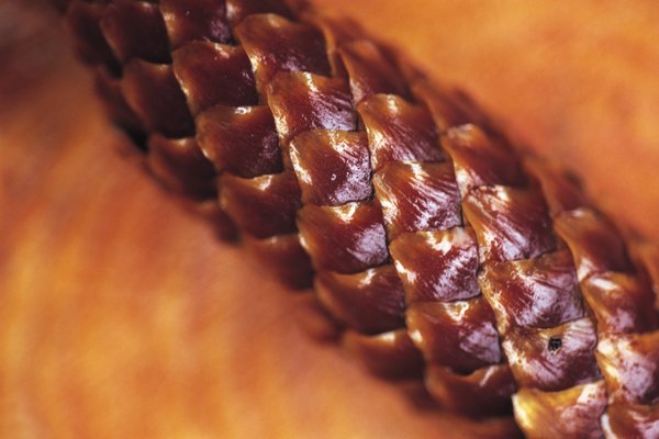 Ovules are found beneath the scales of a pine tree's female cones.