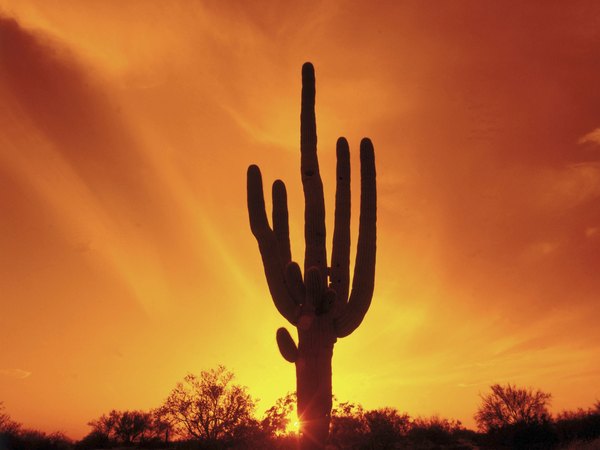 Cacti thrive in deserts because they have adaptive features that make life in desert conditions tolerable.