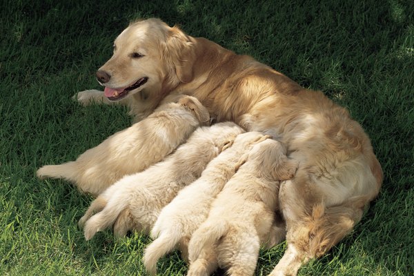 How Do Mother Dogs Show Affection to Puppies? - Pets