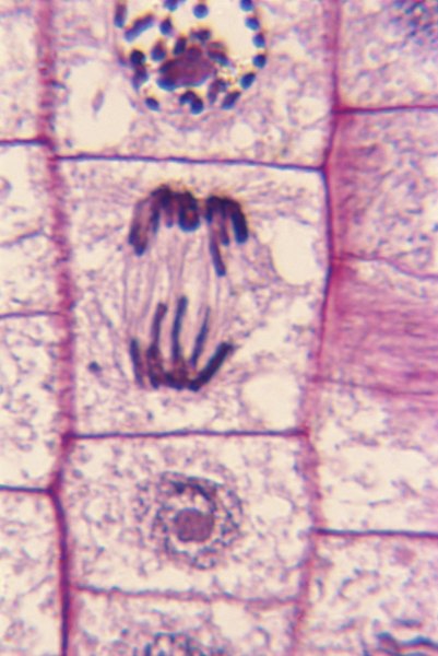 Root cells at the tip of a growing plant utilize mitosis to accurately divide DNA between new and old cells.