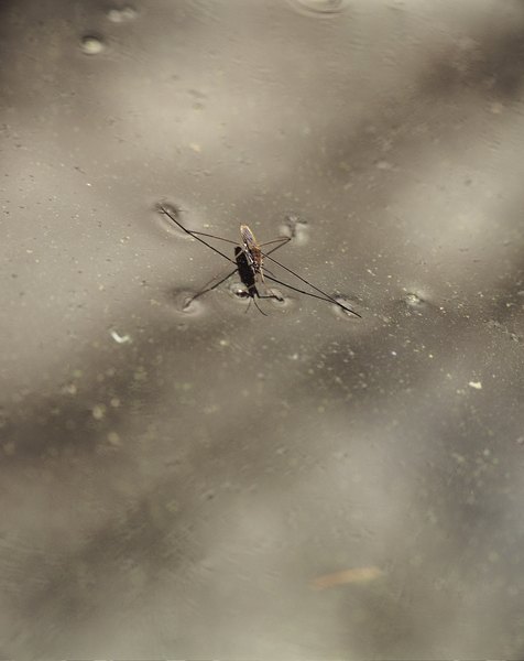 Surface tension allows some insects to walk on water.