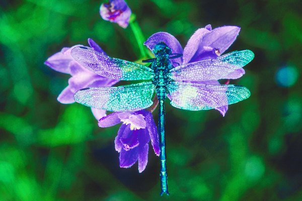 Dragonflies are visually appealing.