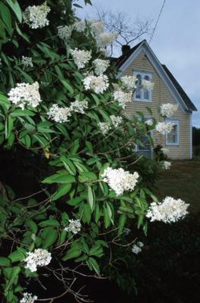How To Make A Cherry Laurel Shrub Bushier Home Guides Sf Gate