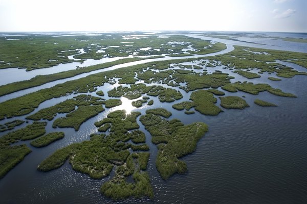 Swamp in Louisiana.