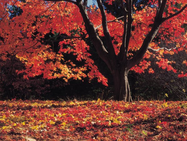 deciduous forest maple tree