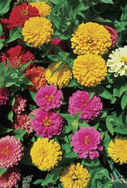 Edible Zinnias Home Guides Sf Gate Edible Zinnias Home Guides Sf Gate