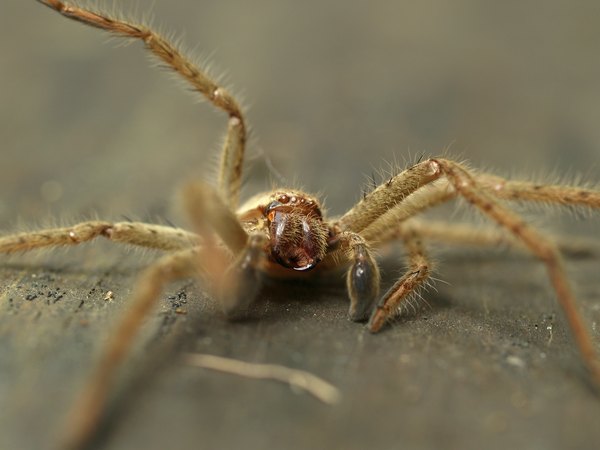 Huntsman spiders prefer to live in crevices of wood.