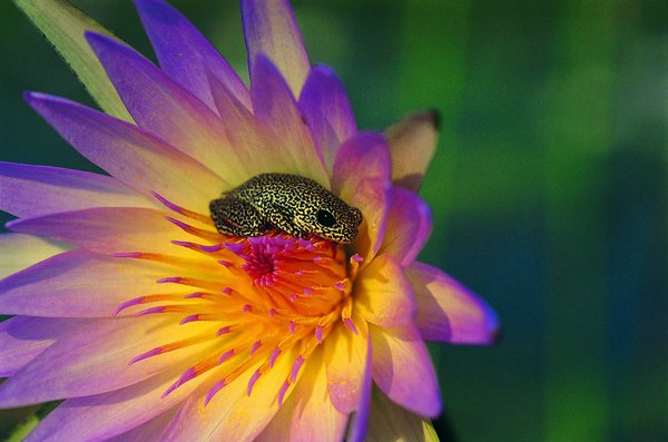 Do Frogs Really Sit on Lily Pads? | Animals - mom.me