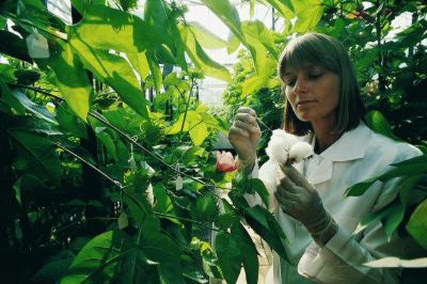 career-as-a-field-botanist-woman