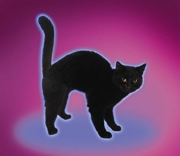 How Does a Cat's Hair Stand Up? Pets