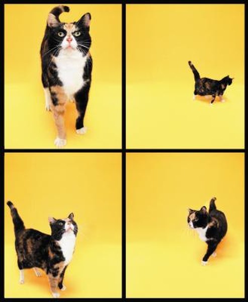 Characteristics of Tortoiseshell Cats - Pets