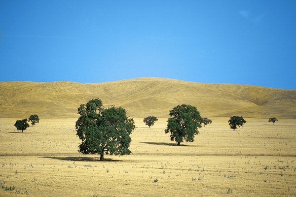 Oak trees in Merced County grassland, CA.