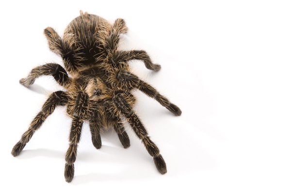 Physiology of a Spider | Animals - mom.me