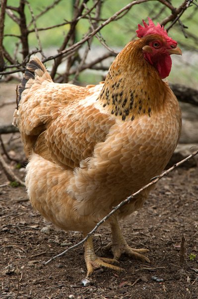 Dewormer for a Laying Hen | Animals - mom.me