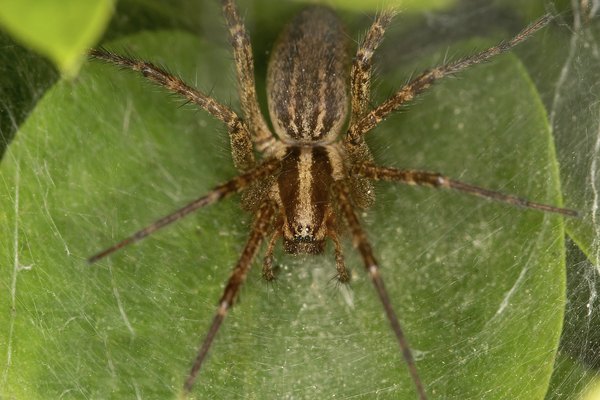 Funnel Weaver spider.