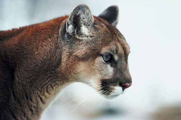 Cougar sightings in Pennsylvania are rare.