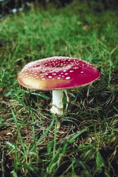 How To Control Mushrooms With Lime Home Guides Sf Gate