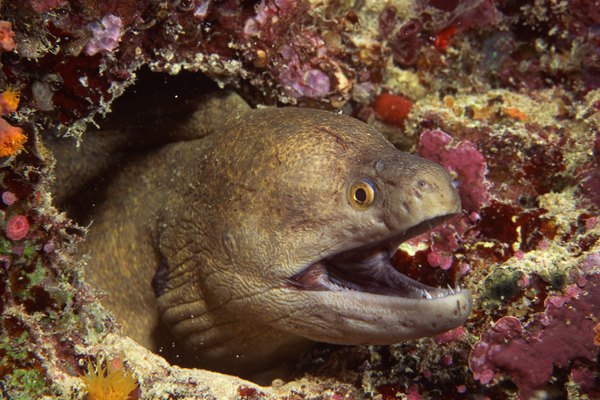 Eel