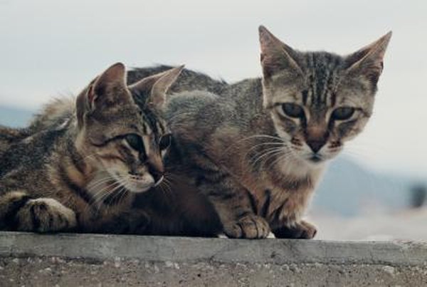 Adopting a Second Cat When Having a Neutered Cat - Pets
