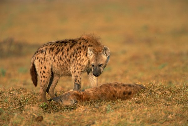 What Are the Predators of the Spotted Hyena? | Animals - mom.me