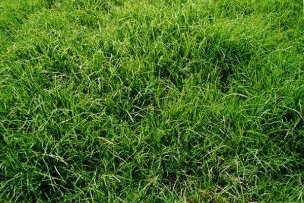 Composting Fertilized Grass - Budgeting Money