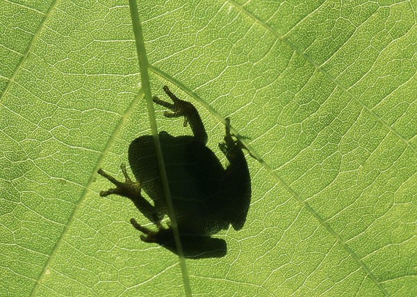 How Do Frogs Mate Diagram