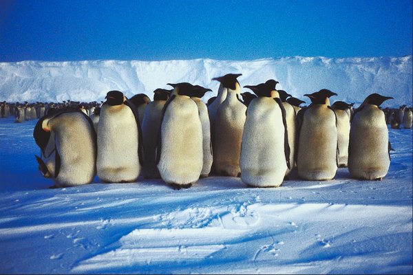 A group of emperor penguins in the Antarctic.