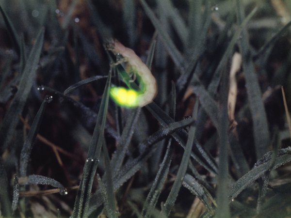 Are Fireflies Native to Virginia? | Animals - mom.me