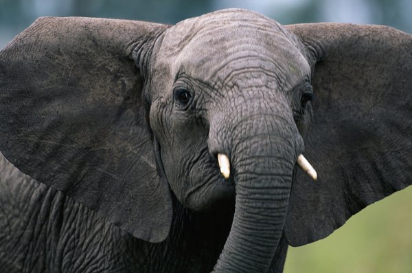 African Elephant Ears 3