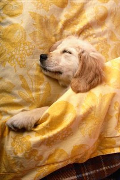 Should You Wake Up a Puppy to Go Pee? - Pets