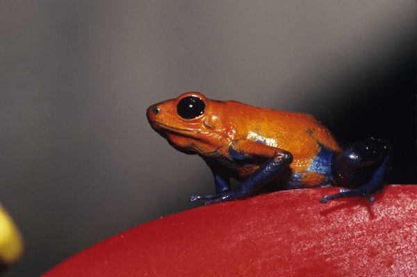 What Does a Strawberry Dart Frog Eat? | Animals - mom.me