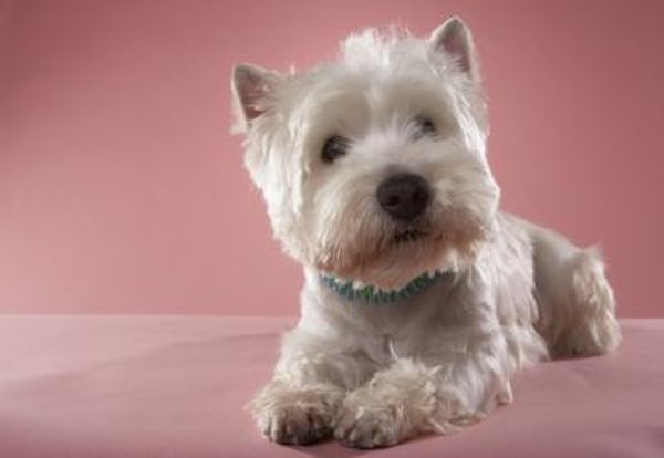 What Kind Of Dog Is On The Cesar Puppy Food Commercial Pets