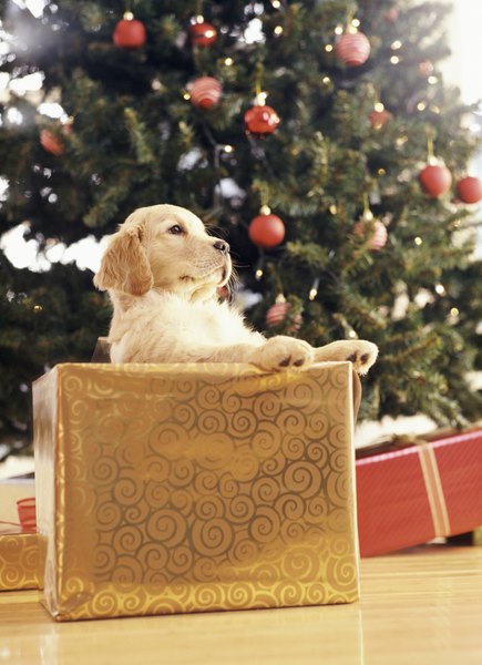 Hora da brincadeira no Natal