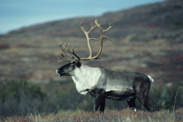 Caribou Adaptations in the Tundra | Animals - mom.me