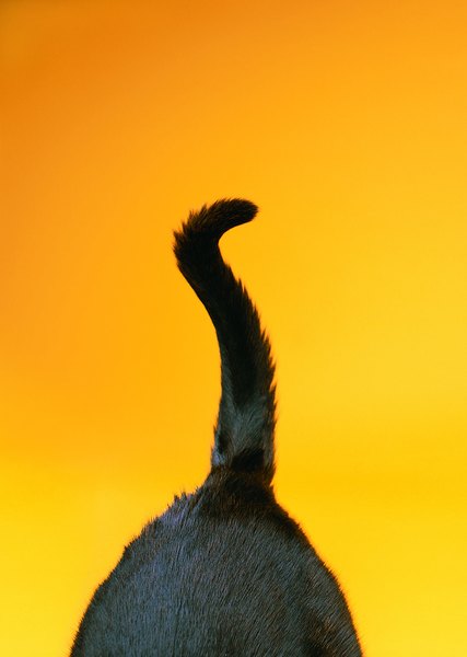 47 HQ Images Do Cat S Tail Have Bones / Tail Talk - Your Cat's Tail and Why it's Important