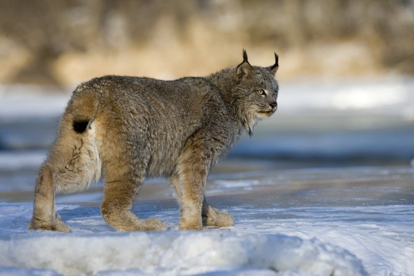 A Canadian lynx walks across the ice and snow.