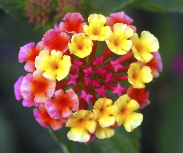 Where Are The Seeds In A Lantana Shrub Home Guides Sf Gate