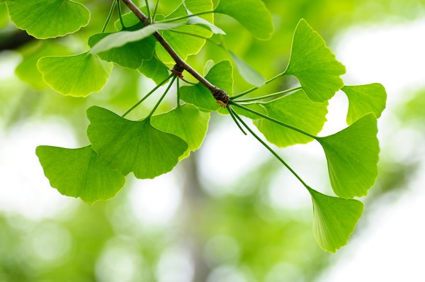 A close-up of ginkgo leaves on a branch.