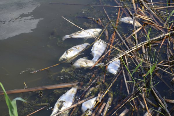 Dead fish in polluted water