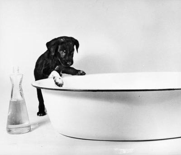 Can I Use Regular Bowl For Dog Food Can I Use Regular Bowl For Dog Food