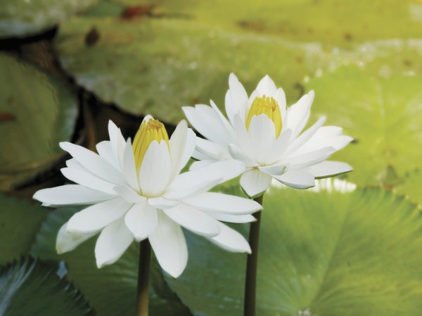 A close-up of two white water lillies.