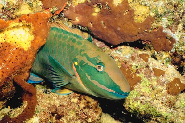 Parrot Fish Habitats | Animals - mom.me