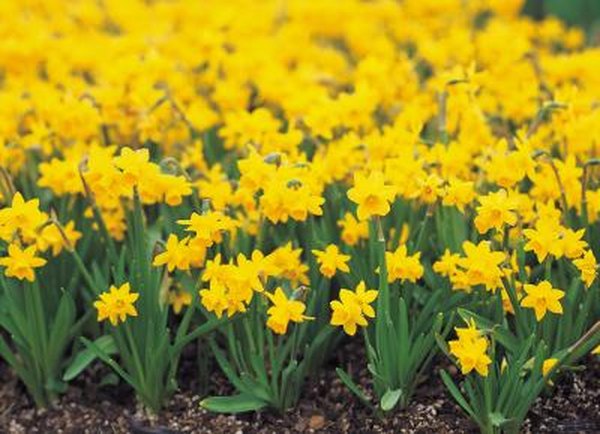 Are Daffodils Poisonous to Cats? Pets