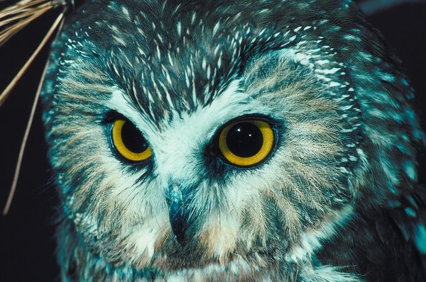 Photo Credit: Jupiterimages/Photos.com/Getty Images Mice are the main food source of the northern saw-whet owl.